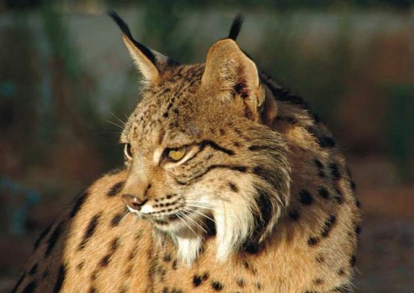 Ilvestyypit - Ominaisuudet ja niiden asuinpaikka - Iberian ilves (Lynx pardinus)