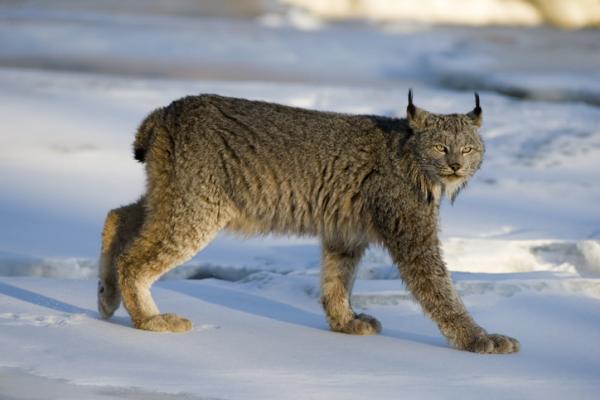 Ilvestyypit - Ominaisuudet ja niiden asuinpaikka - Kanadan ilves (Lynx canadensis)