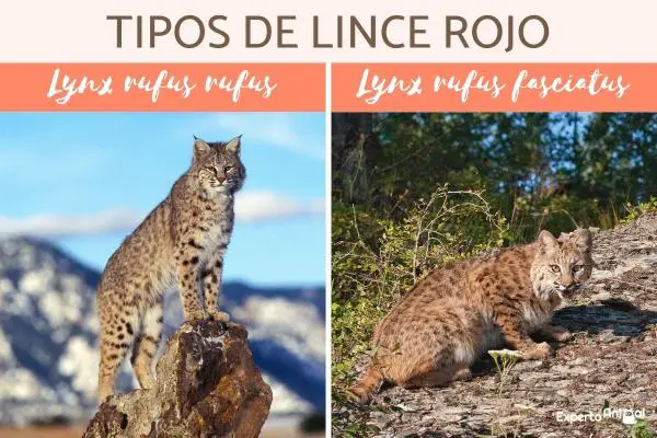 Ilvestyypit - Ominaisuudet ja niiden asuinpaikka - Bobcat (Lynx rufus)