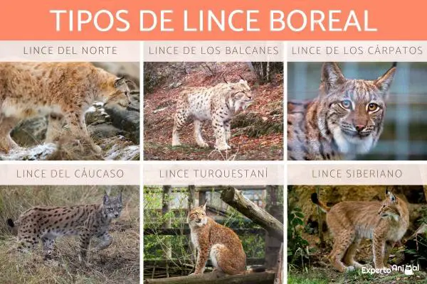 Ilvestyypit - Ominaisuudet ja niiden asuinpaikka - Euraasianilves (Lynx lynx)