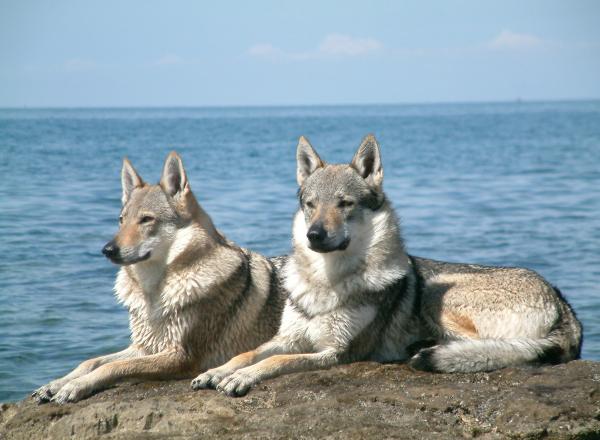 Onko Tšekkoslovakian susikoira hybridi?  - Suden käyttäytyminen Tšekkoslovakian susikoiralla