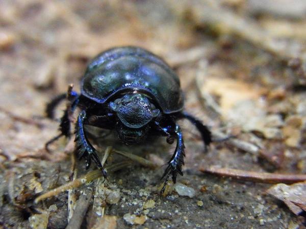 Lannankuoriaisen uteliaisuutta - Vartiokoira lantakuoriainen