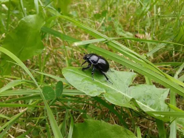 Dung Beetle Curiosities - He Fly