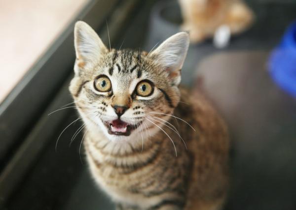 Miksi kissani tuijottaa minua?  - Kissani tuijottaa minua ja miau