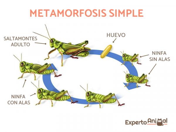 Eläimet, jotka käyvät läpi metamorfoosin kehityksessään - Yksinkertaisen metamorfoosin vaiheet 