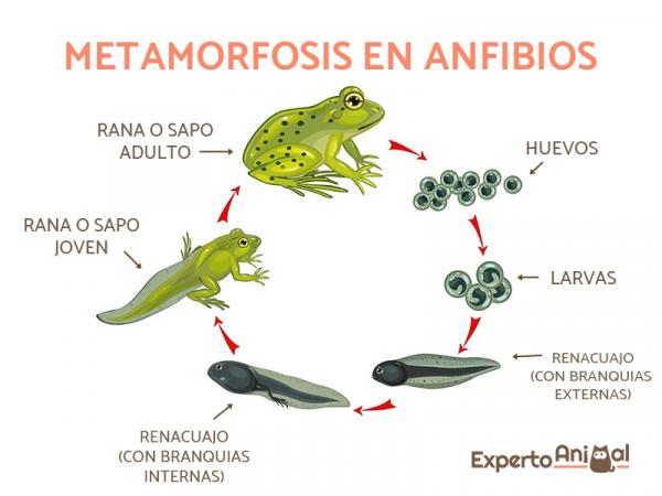 Eläimet, jotka läpikäyvät muodonmuutoksen kehityksessään - Metamorfoosin vaiheet sammakkoeläimissä