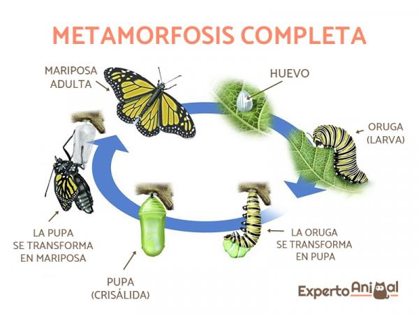 Eläimet, jotka käyvät läpi muodonmuutoksen kehityksessään - hyönteisten täydellisen metamorfoosin vaiheet