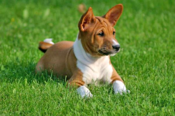 Maailman 18 vanhinta koirarotua tieteellisten tutkimusten mukaan - 1. Maailman vanhin koira: basenji