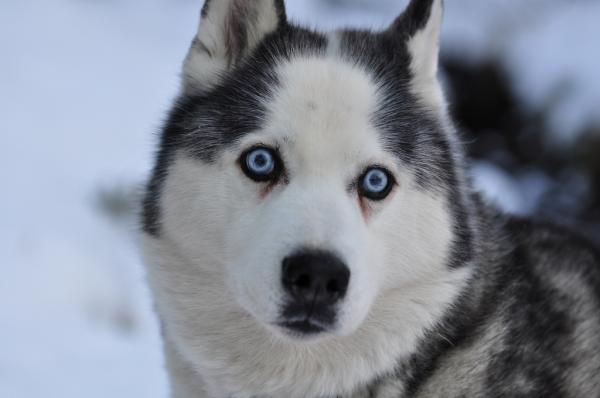 18 vanhinta koirarotua maailmassa tieteellisten tutkimusten mukaan - 4. Siperianhusky