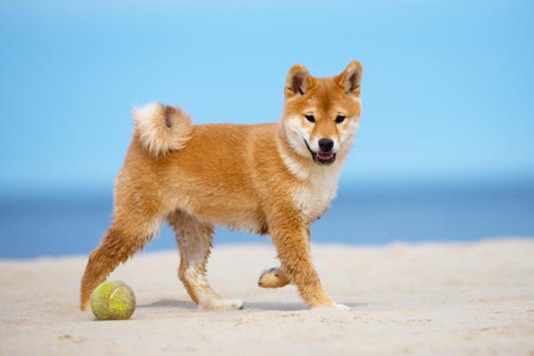 18 vanhinta koirarotua maailmassa tieteellisten tutkimusten mukaan - 7. Shiba inu