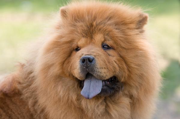 Maailman 18 vanhinta koirarotua tieteellisten tutkimusten mukaan - 10. Chow chow