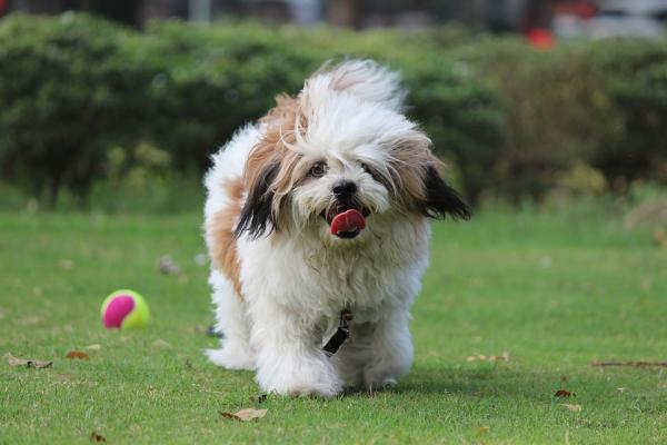 18 vanhin koirarotu maailmassa tieteellisten tutkimusten mukaan - 17. Lhasa apso