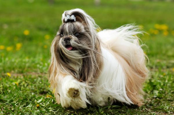 Maailman 18 vanhinta koirarotua tieteellisten tutkimusten mukaan - 18. Shih tzu