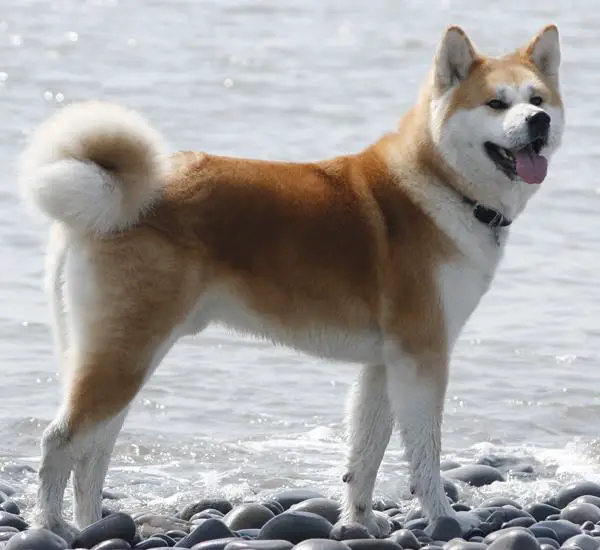Maailman 18 vanhinta koirarotua tieteellisten tutkimusten mukaan - 8. Akita inu
