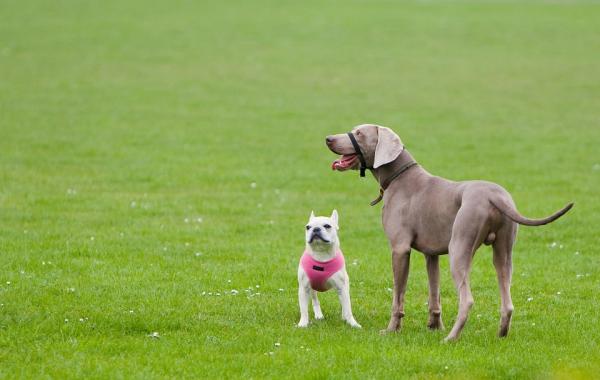 Pitääkö uroskoiria steriloida paremman käyttäytymisen vuoksi?  - Kastroidaanko koira käyttäytymisen parantamiseksi?