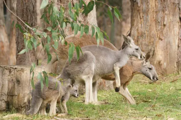 Kangaroo Breeding - Punaisen kengurun ketjukasvatus ja diapause