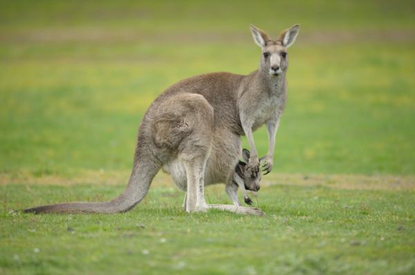 Kangaroo Reproduction - Jokainen sen nänni