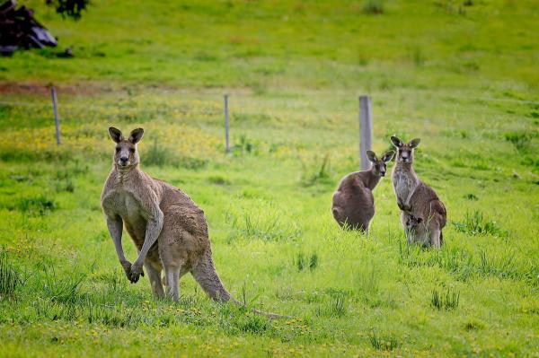 Kangaroo Reproduction - Entä urokset kaikessa tässä?