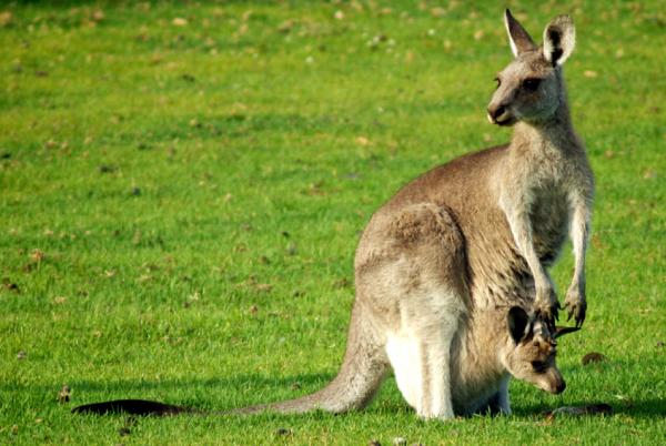 Kangaroo Reproduction - Aina kiireinen laukku