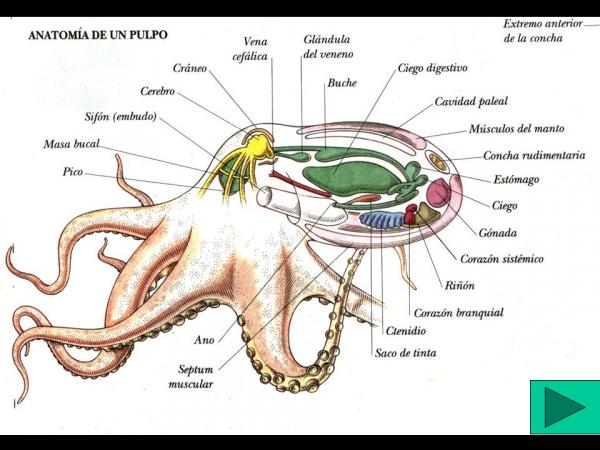 Kuinka monta aivoja mustekalalla on?  - Mustekalan anatomia