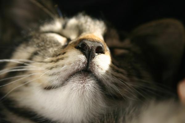 10 asiaa, joita et tiennyt kissoista - 9. Kissan sormenjäljet