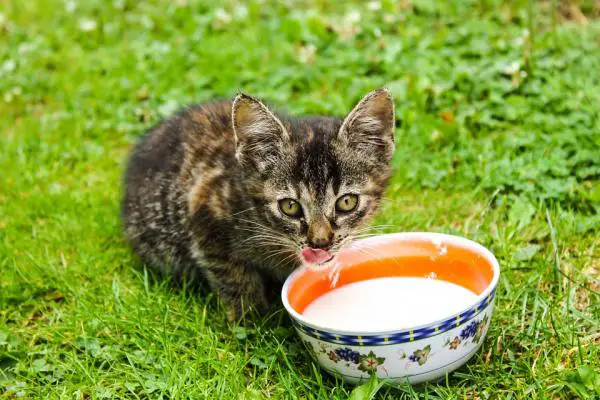 10 asiaa, joita et tiennyt kissoista - 5. Maidon myytti 