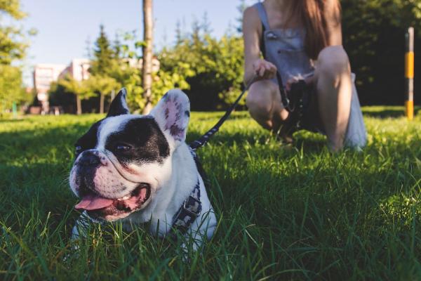 15 asiaa, joita koiranomistajat eivät saa unohtaa - 1. Tarjoa hänelle kaikkea kiintymystäsi