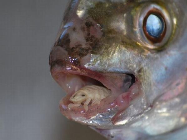 Maailman 7 harvinaisinta merieläintä - 2. Cymothoa exigua
