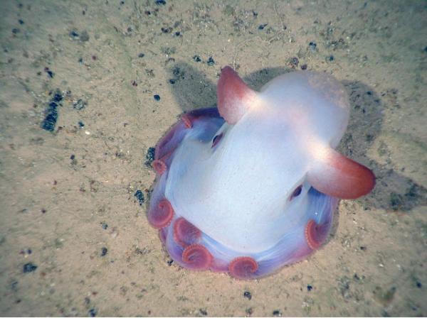 Maailman 7 harvinaisinta merieläintä - 7. Dumbo Octopus