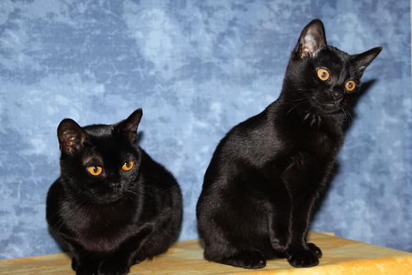 Mustien kissojen ominaisuudet - Mustien kissojen rodut
