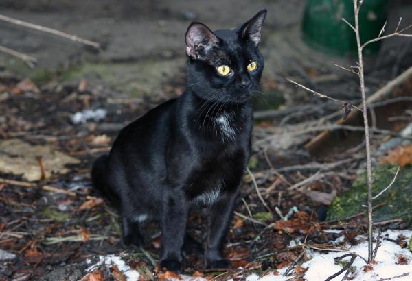 Mustien kissojen ominaisuudet - Mustia kissoja läpi historian