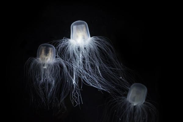 Planeetan vanhimmat eläimet - Kuolemattomat meduusat