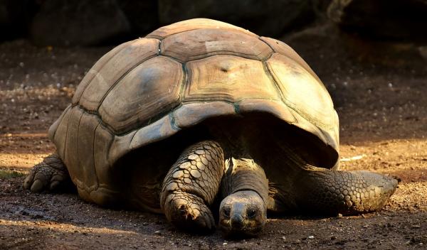 Vanhimmat eläimet planeetalla - 8. Galapagos Giant Tortoise