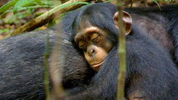 Maailman parhaat eläindokumentit - Simpanssi - Simpanssit 