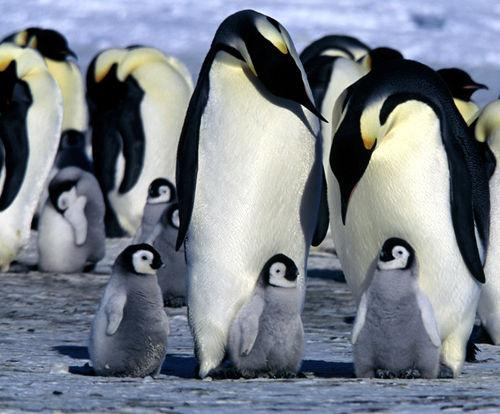 Maailman parhaat eläindokumentit - La Marche de l'empereur - Pingviinien marssi