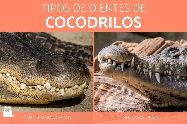 Kuinka monta hammasta krokotiililla on?  - Krokotiilin hampaiden tyypit