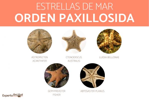 Meritähtityypit - Paxillosida-lahkon meritähti