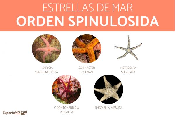 Meritähtityypit - Meritähti lahkosta Spinulosida
