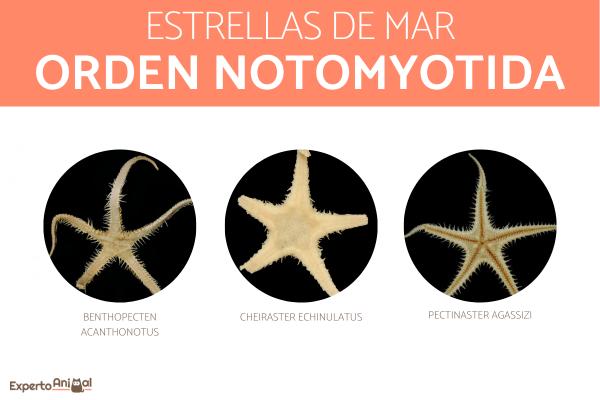 Meritähtityypit - Notomyotida-lahkon meritähti