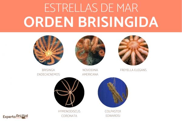 Meritähtityypit - Brisingida-lahkon meritähti