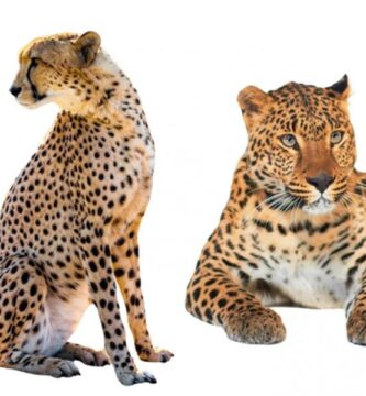 Erot gepardin ja leopardin valilla