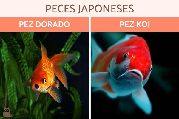 Japanilaiset kalat tyypit ja ominaisuudet