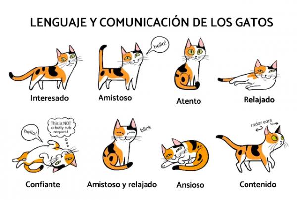Kissojen kieli ja viestinta