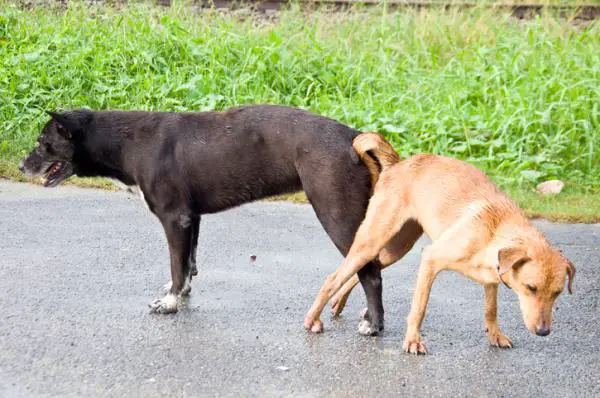 Kuinka erottaa kaksi koukussa olevaa koiraa