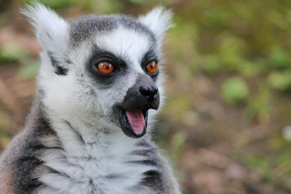 Lemurin elinymparisto