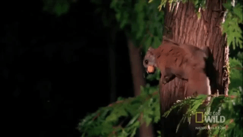 Lentävät nisäkkäät - Esimerkkejä, ominaisuuksia ja kuvia - Pohjoinen liito-orava (Glaucomys sabrinus) 