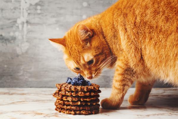 Miksi kissat eivat huomaa makeaa makua