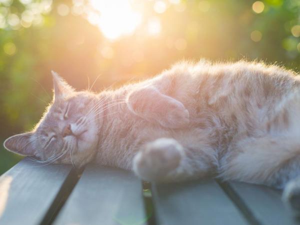 Miksi kissat pitavat auringosta