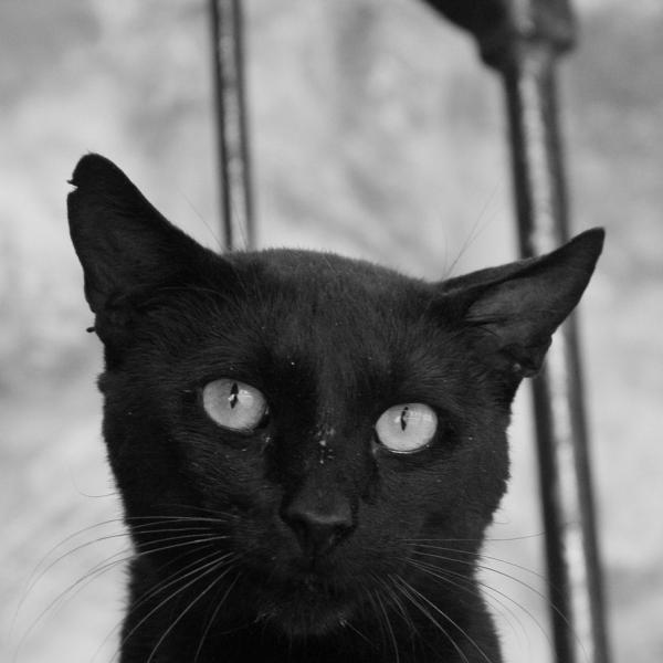 Miksi mustat kissat yhdistetaan huonoon tuuriin