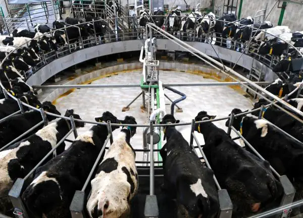 Miten lehmat valmistavat maitoa